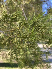Chamaecyparis thyoides