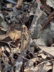 Melanoplus ponderosus