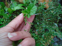 Sisymbrium officinale