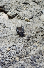 Gryllus veletis