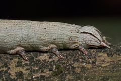 Parallelia bistriaris