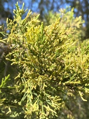 Chamaecyparis thyoides