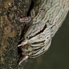 Parallelia bistriaris