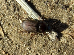 Anisodactylus binotatus