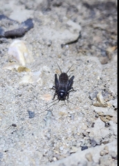 Gryllus veletis