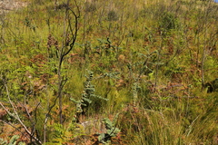 Rafnia amplexicaulis