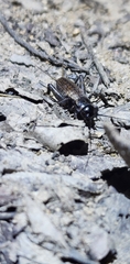 Gryllus veletis
