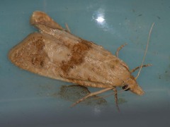 Phtheochroa kenneli