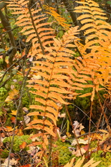 Osmunda claytoniana