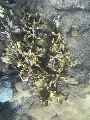 Millepora complanata