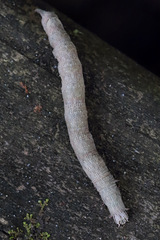 Parallelia bistriaris