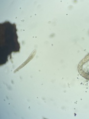Heterotrichea
