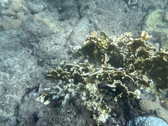 Millepora complanata