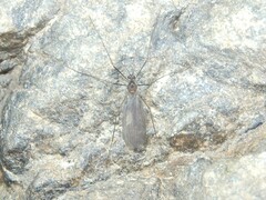 Trichoceridae