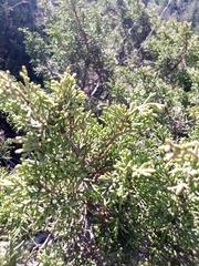 Juniperus phoenicea