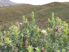 Protea coronata