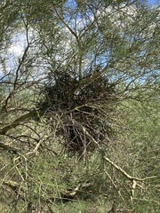 Phoradendron californicum