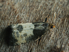 Notocelia cynosbatella