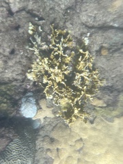 Millepora complanata