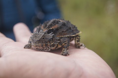 Phrynosoma orbiculare