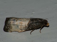 Notocelia cynosbatella