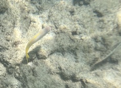 Mulloidichthys martinicus