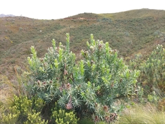 Protea coronata