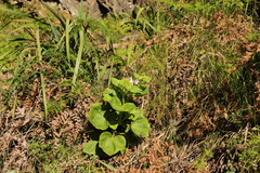 Pelargonium cucullatum