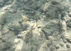 Mulloidichthys martinicus