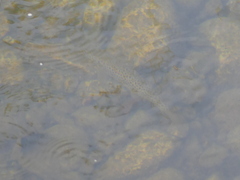 Salmo trutta fario