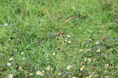 Tagetes coronopifolia