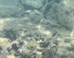 Mulloidichthys martinicus