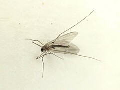 Trichoceridae