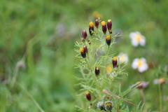 Tagetes coronopifolia