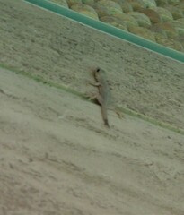 Hemidactylus flaviviridis