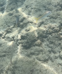 Mulloidichthys martinicus