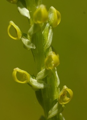 Platanthera yosemitensis