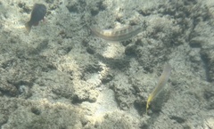 Mulloidichthys martinicus