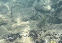 Mulloidichthys martinicus