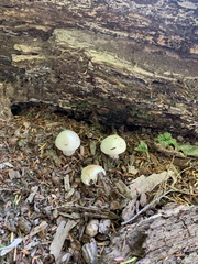 Amanita lavendula