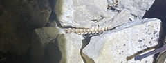 Eurymerodesmus