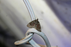 Hydriomena perfracta