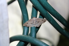 Melanolophia