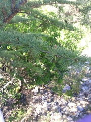 Cedrus libani