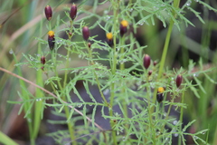 Tagetes coronopifolia