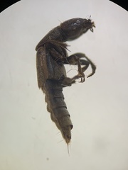 Staphylinini