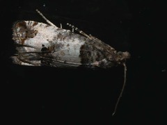 Notocelia incarnatana