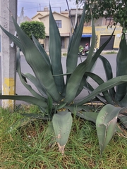 Agave mapisaga