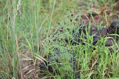 Tagetes coronopifolia