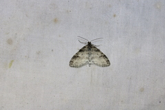 Lobophora nivigerata
